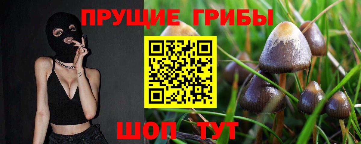 Галлюциногенные грибы Psilocybe Мурманск